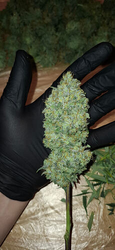 Growreport Bild 6