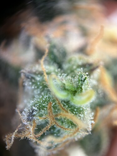 Growreport Bild 34