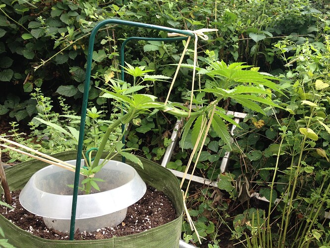 Growreport Bild 27