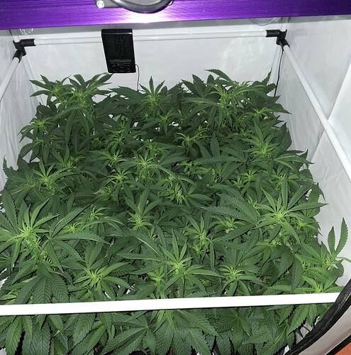 Growreport Bild 31