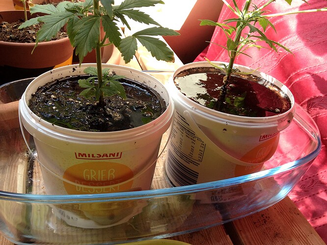 Grow25_0524_02