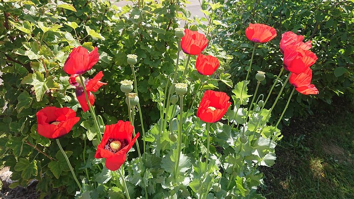 Growreport Bild 48