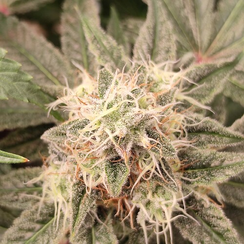 Growreport Bild 12
