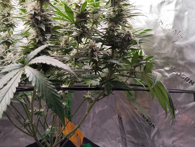 Growreport Bild 4