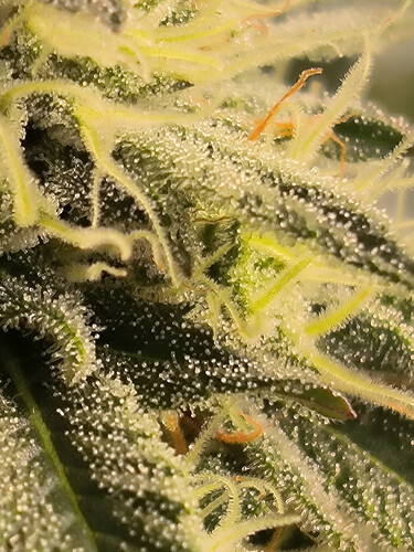 Growreport Bild 1