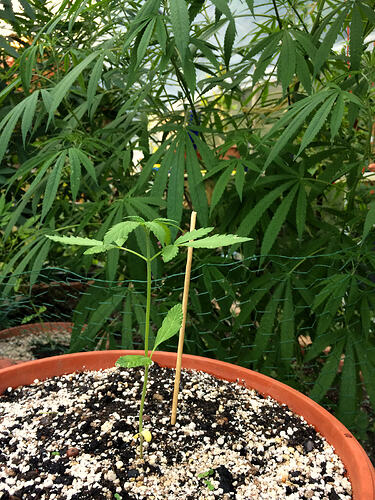 Grow26_0814_14