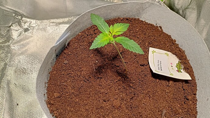 Growreport Bild 3