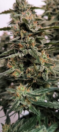 Growreport Bild 3