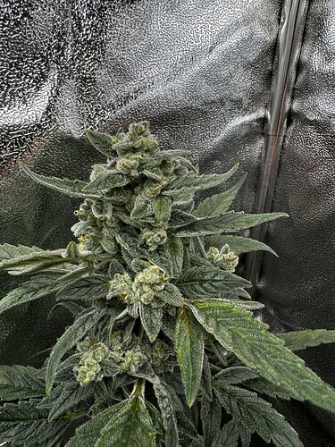 20240609_101958667_iOS