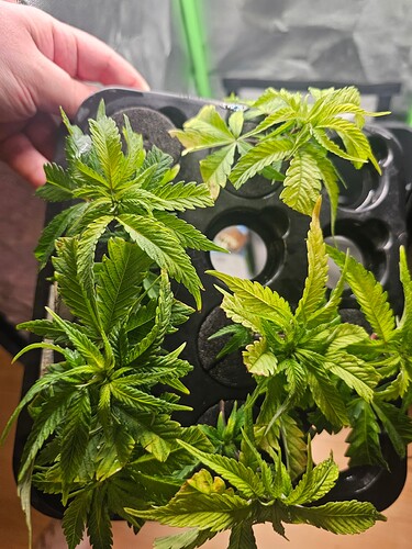 Growreport Bild 13