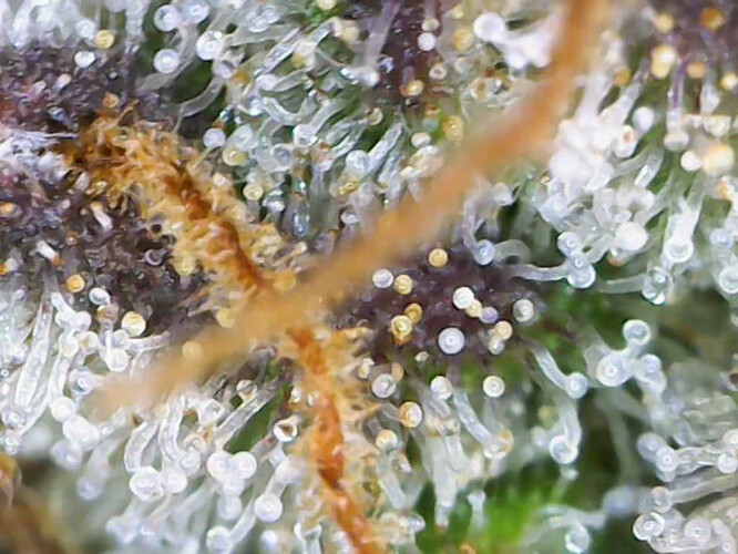 cap_Video_2025-02-26 11_21_58_679_00_01_35_05