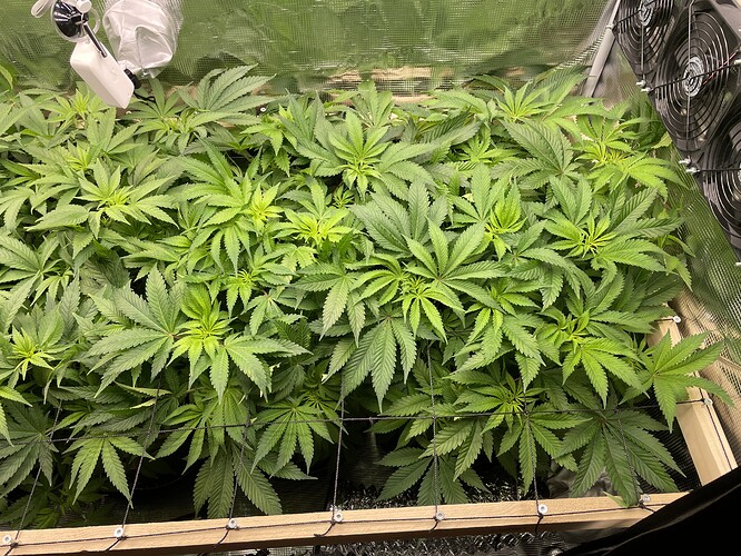 Mehrere junge Cannabispflanzen in einem Zelt, die sich unter einer Grow-Lampe ausbreiten und von Lüftern an der Seite belüftet werden.