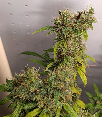 Growreport Bild 7