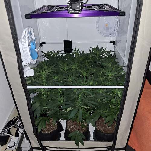 Growreport Bild 32