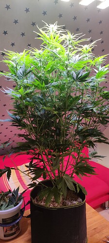 Growreport Bild 31