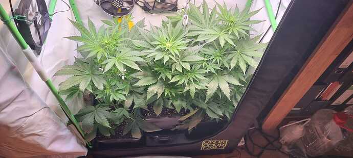 Growreport Bild 2