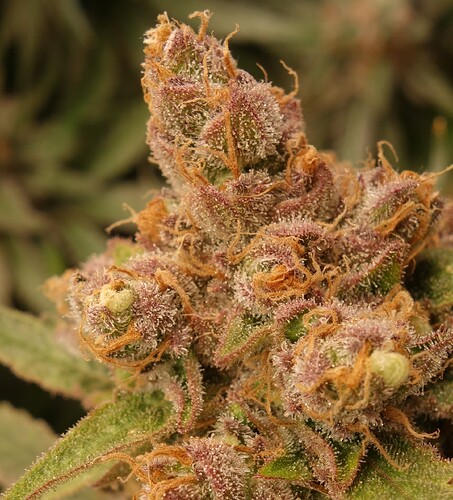 Growreport Bild 8