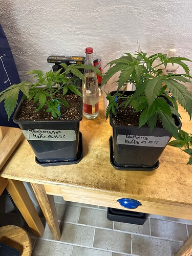 Growreport Bild 98