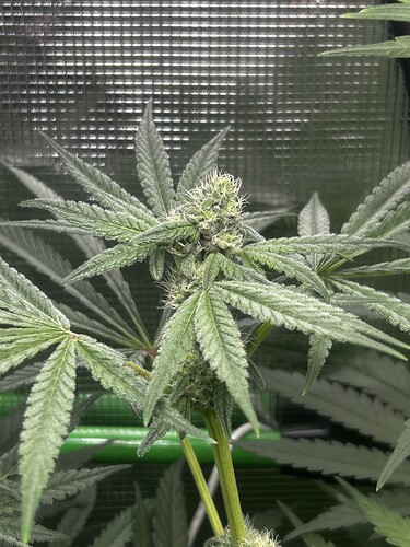 Growreport Bild 9