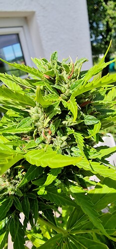 Growreport Bild 62