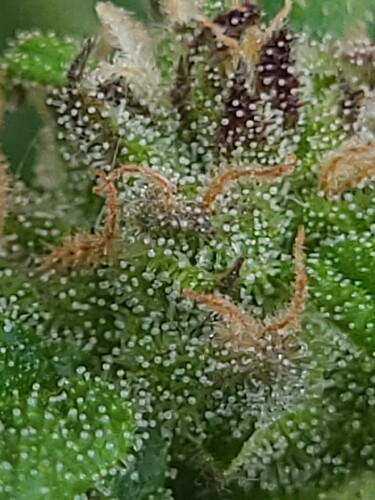 Growreport Bild 15