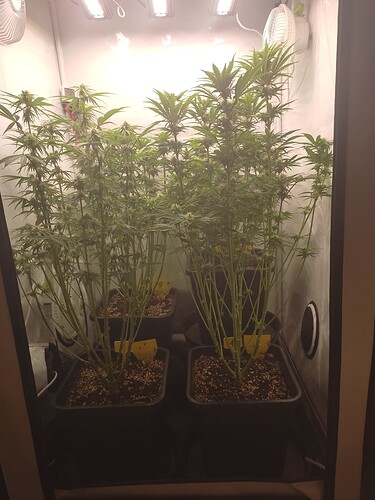 Growreport Bild 3