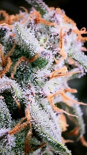 Growreport Bild 29