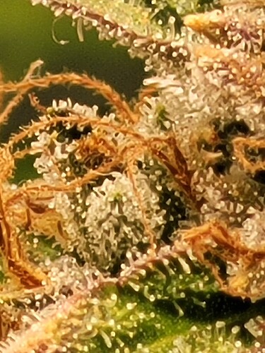 Growreport Bild 5