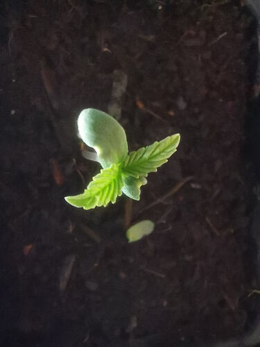 Lucky Hemp, Keimung Makro (3)