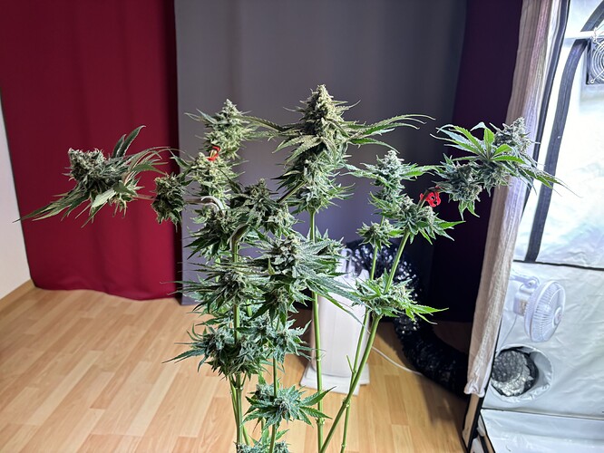 Growreport Bild 89