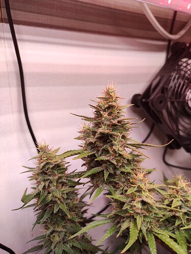 Growreport Bild 21