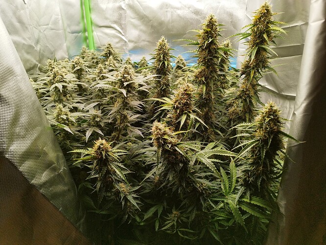 Growreport Bild 12