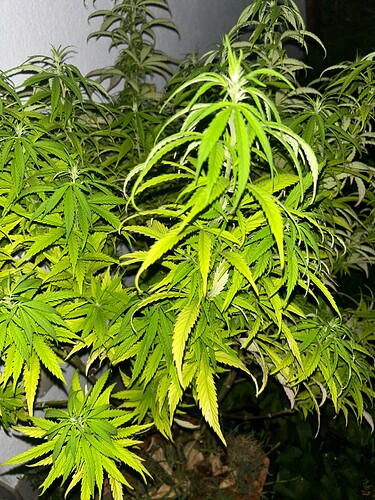 Growreport Bild 70