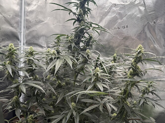 Growreport Bild 4
