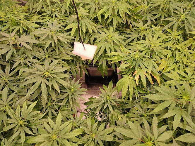 Growreport Bild 8