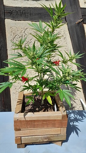 Growreport Bild 15