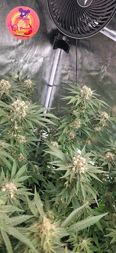 Growreport Bild 9