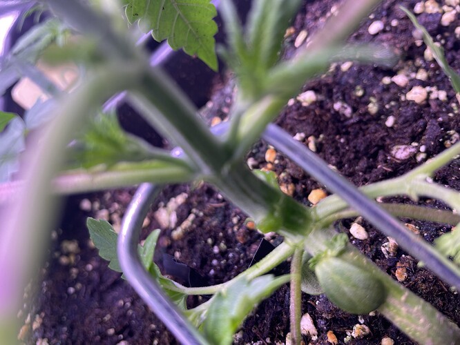 Growreport Bild 6