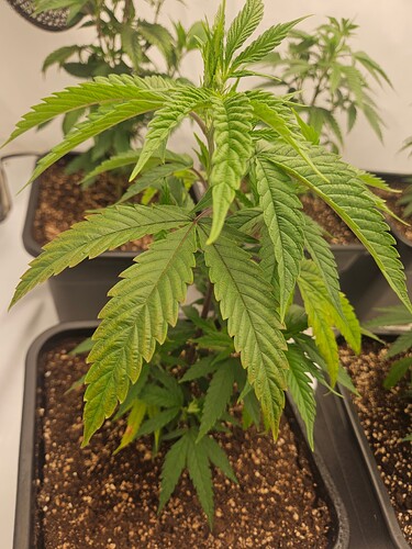 Growreport Bild 8