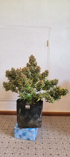 Growreport Bild 30