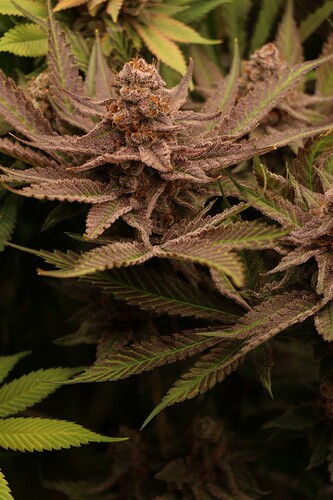Growreport Bild 48