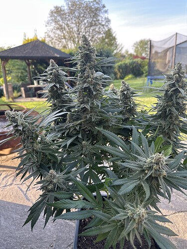 Growreport Bild 6