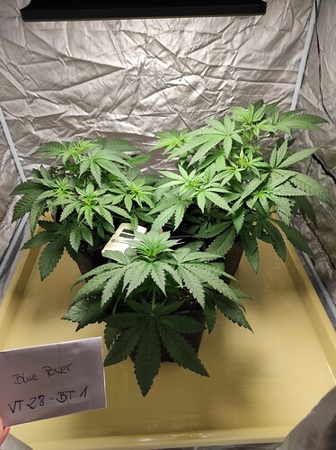 Growreport Bild 5