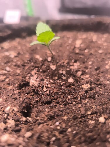 Growreport Bild 5