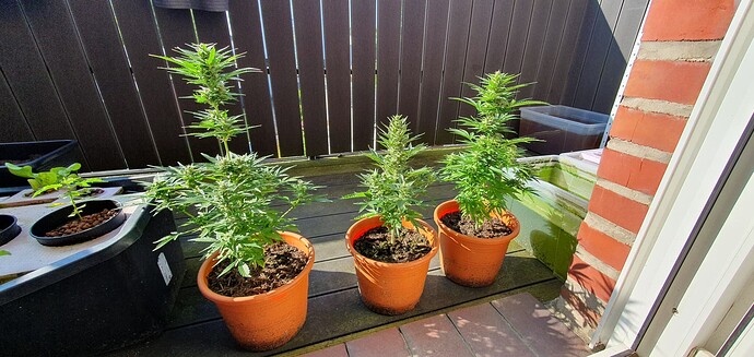 Growreport Bild 1