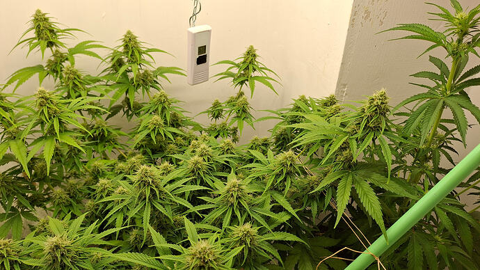 Growreport Bild 297