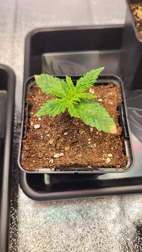 Growreport Bild 3