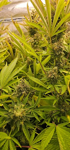 Growreport Bild 32