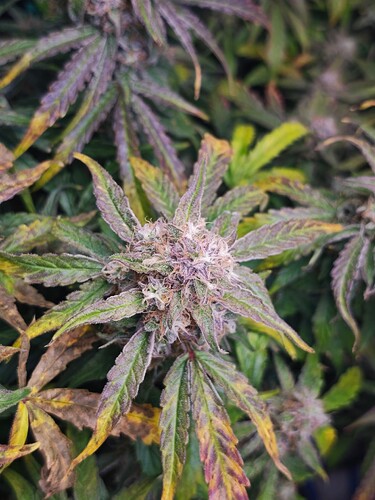 MVIMG_20251125_180650