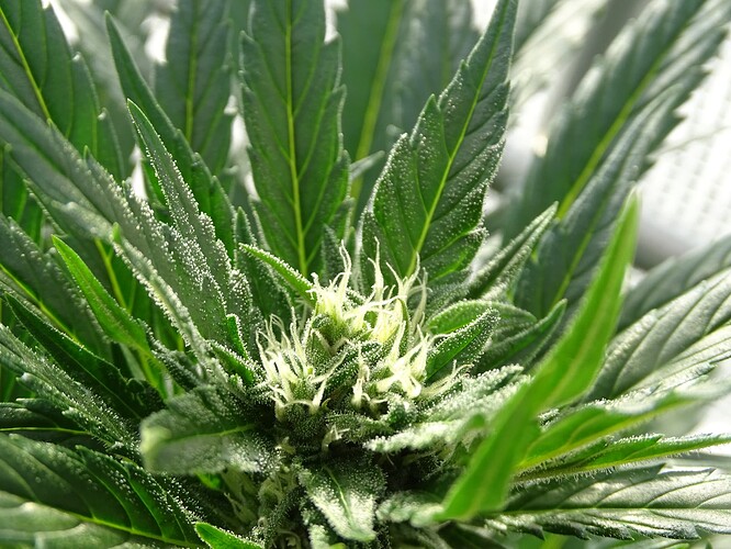 Growreport Bild 12
